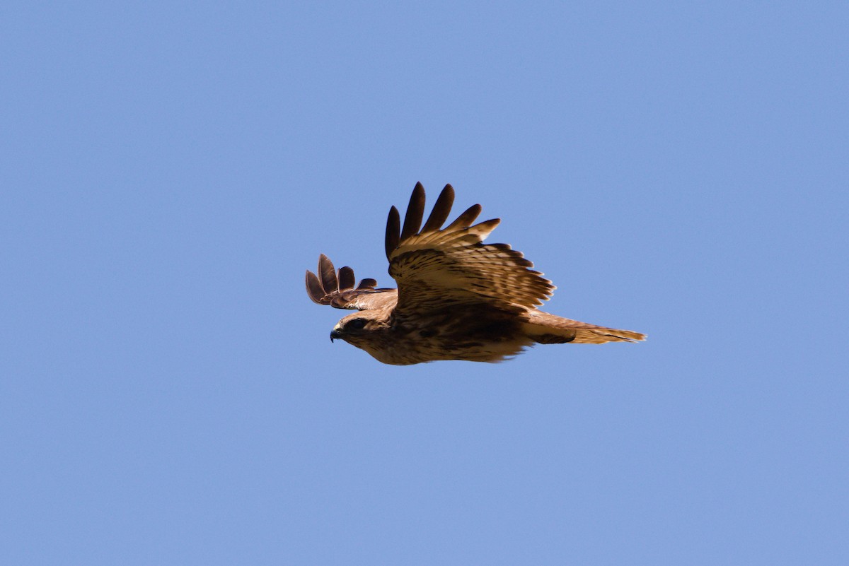 Common Buzzard (Canary Is.) - ML619779299