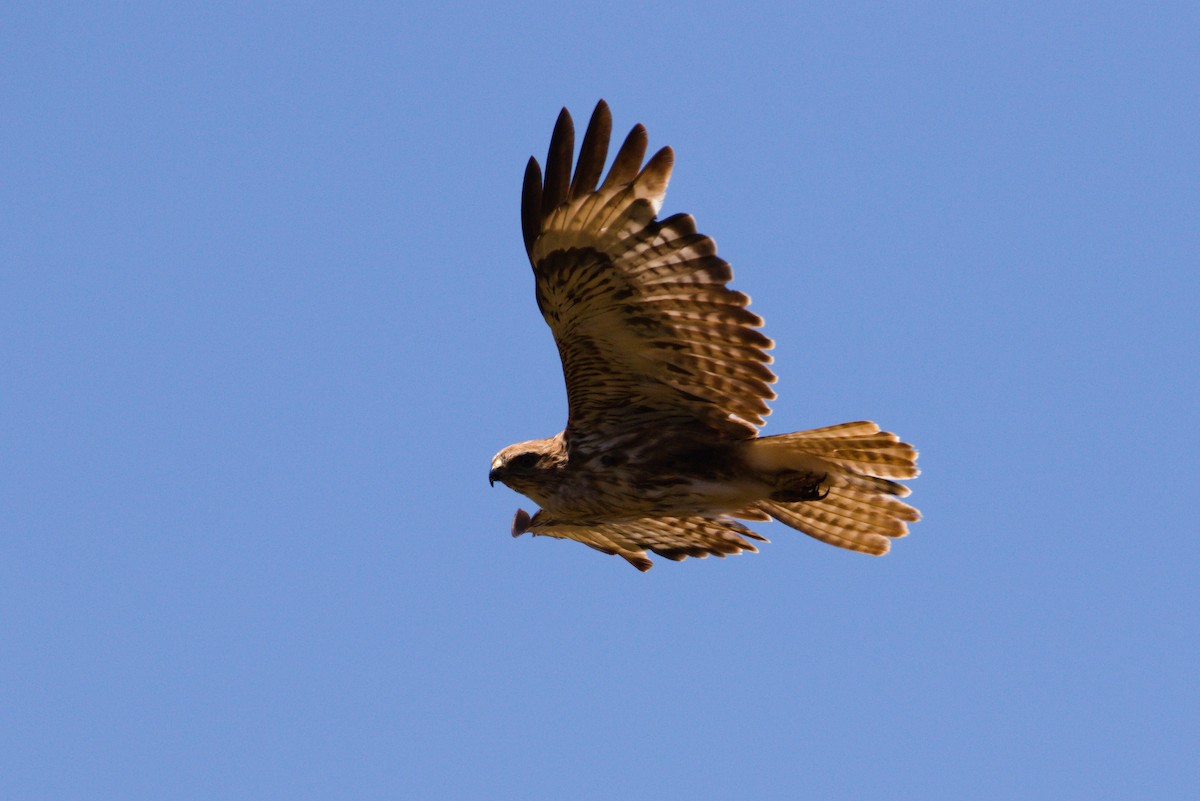 Common Buzzard (Canary Is.) - ML619779302