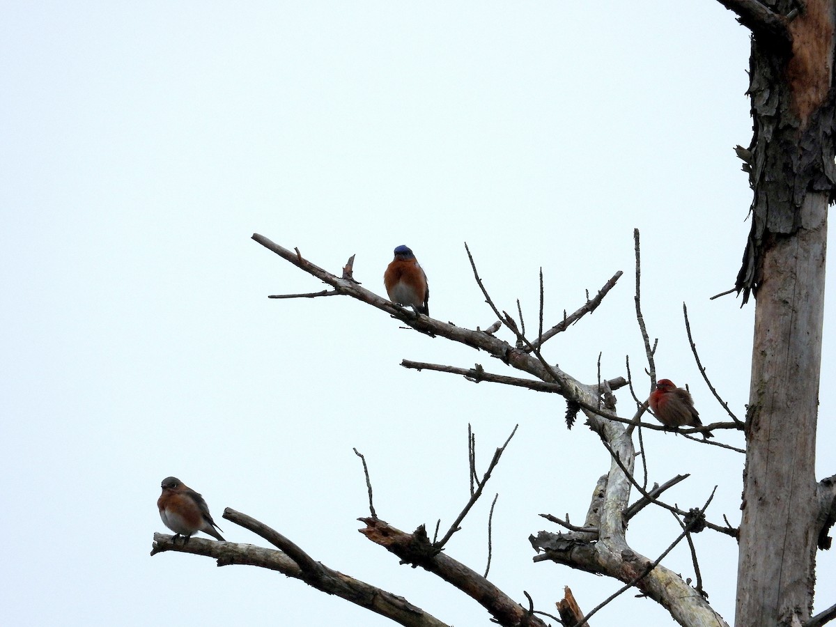 Eastern Bluebird - ML619779307