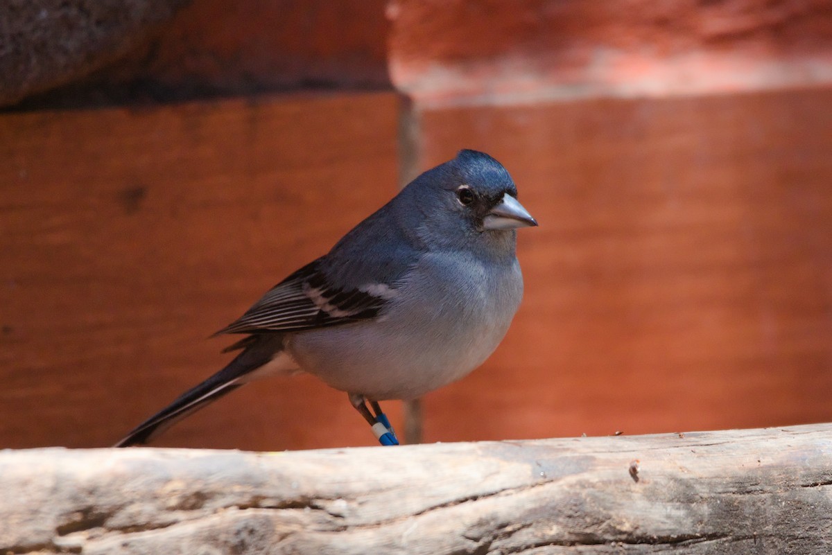 Gran Canaria Blue Chaffinch - ML619779319