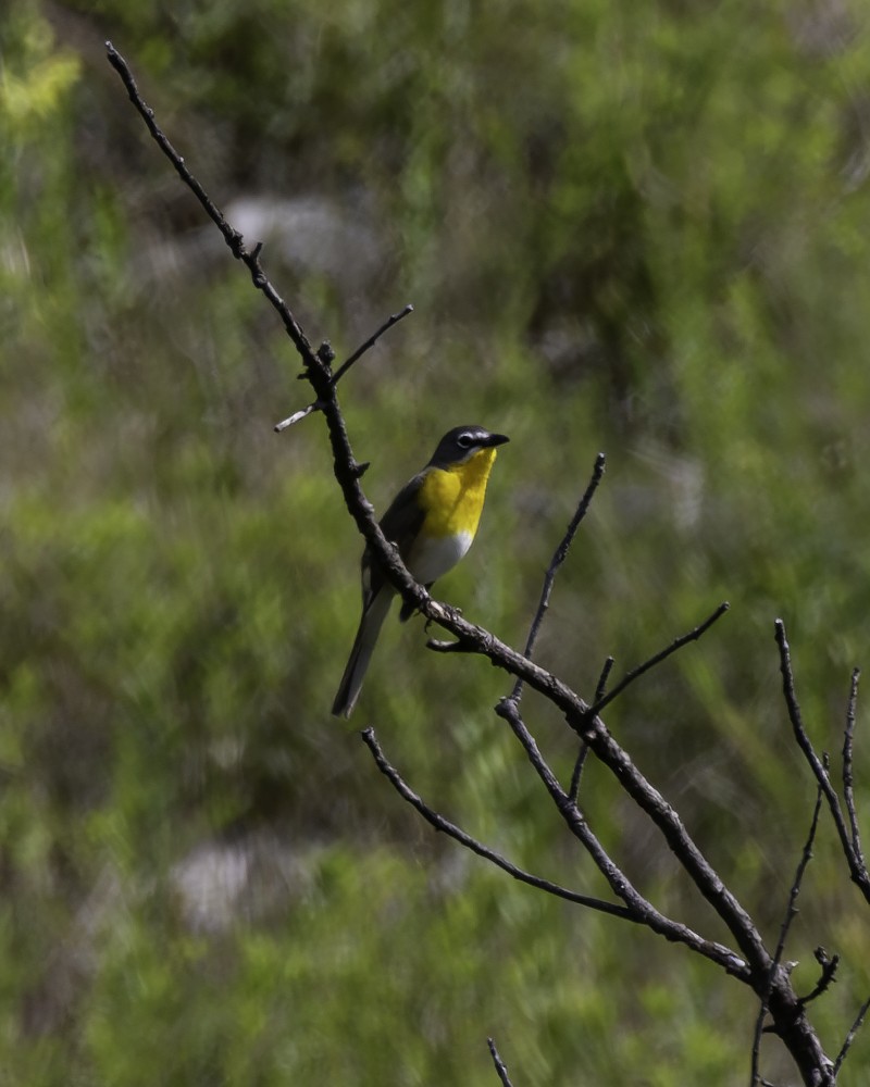 Yellow-breasted Chat - ML619779326