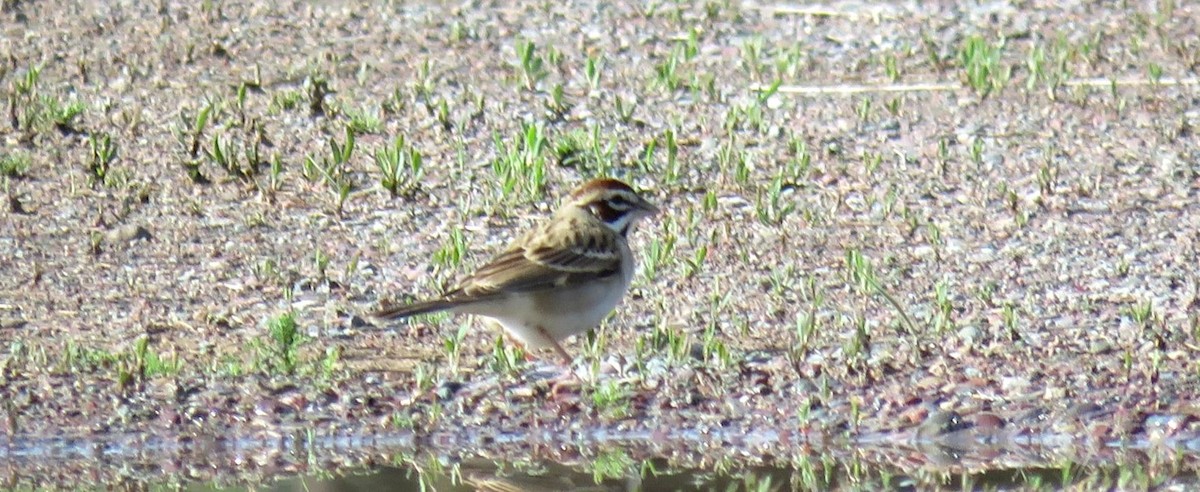 Lark Sparrow - ML619779327