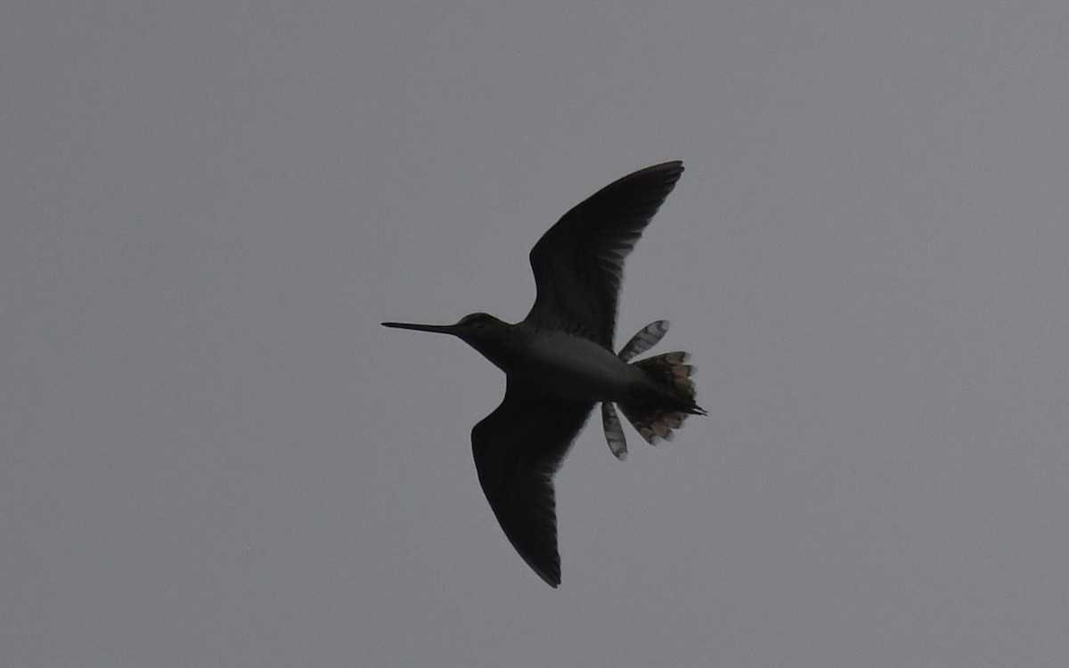 Common Snipe - ML619779328