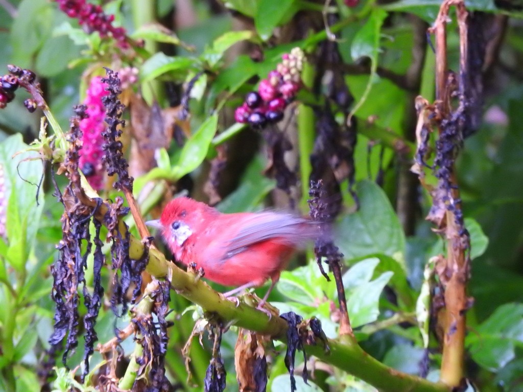 Paruline rouge - ML619779331