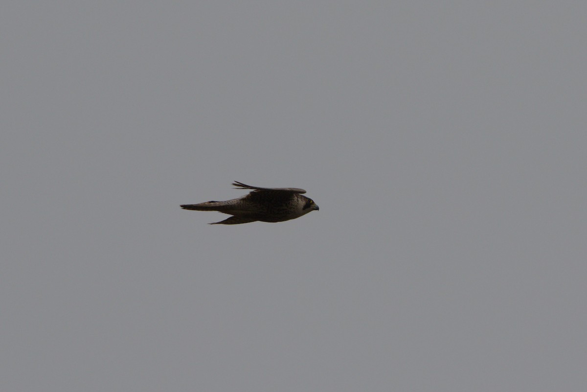 Peregrine Falcon (Barbary) - ML619779336