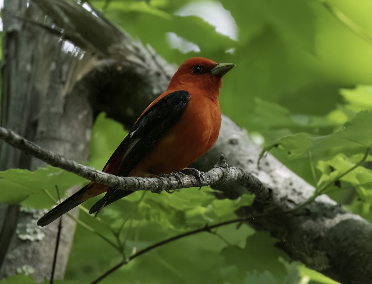 Scarlet Tanager - ML619779339