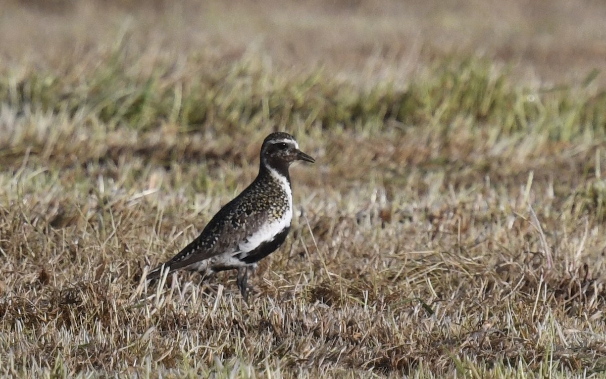 European Golden-Plover - ML619779345