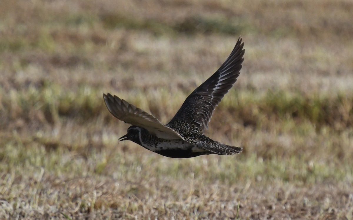 European Golden-Plover - ML619779346