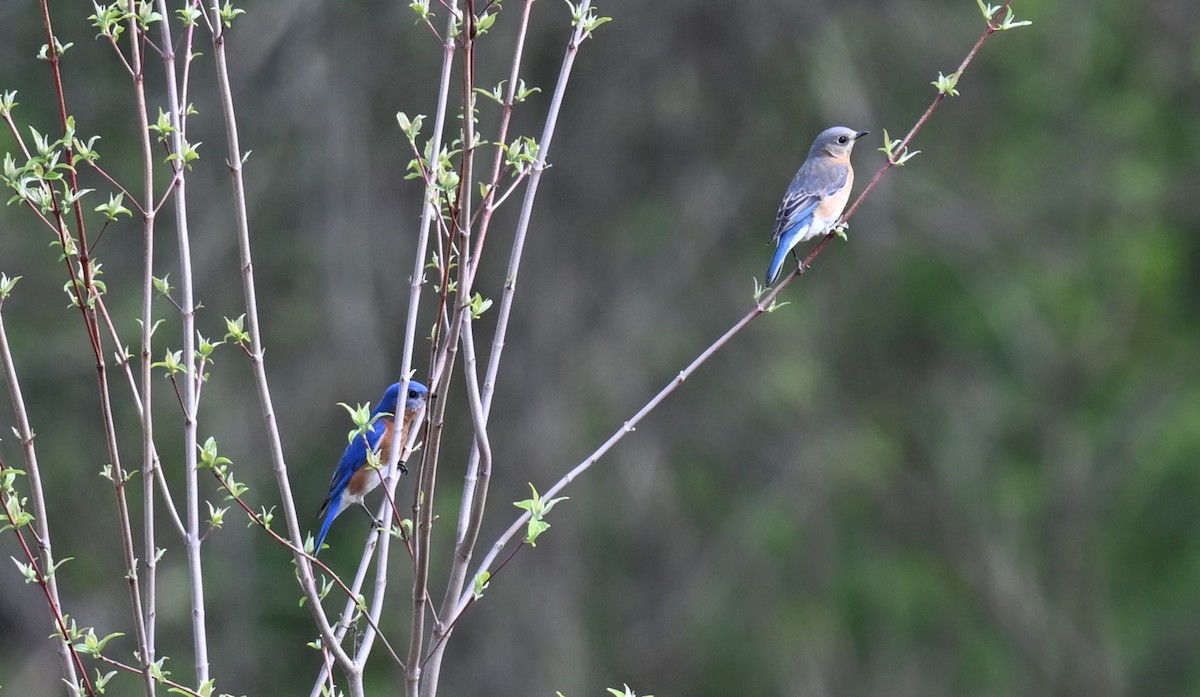 Eastern Bluebird - ML619779347