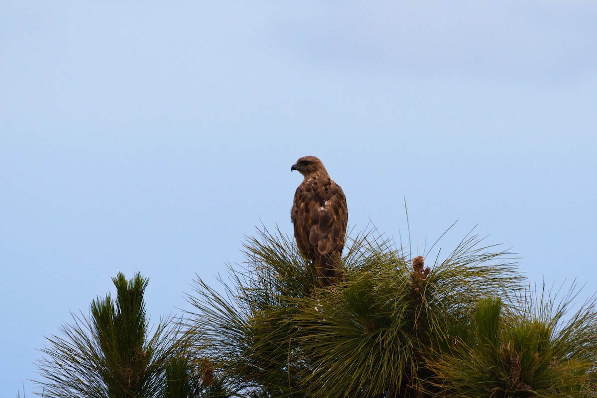 Common Buzzard (Canary Is.) - ML619779361