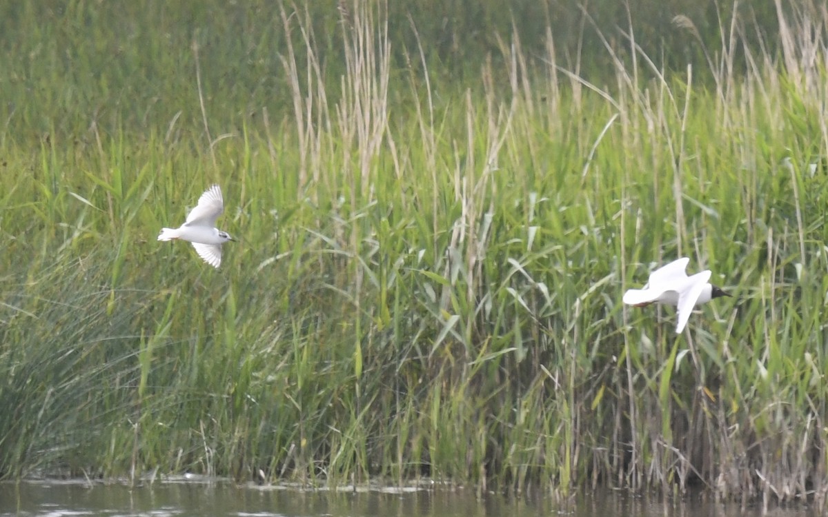 Mouette pygmée - ML619779371