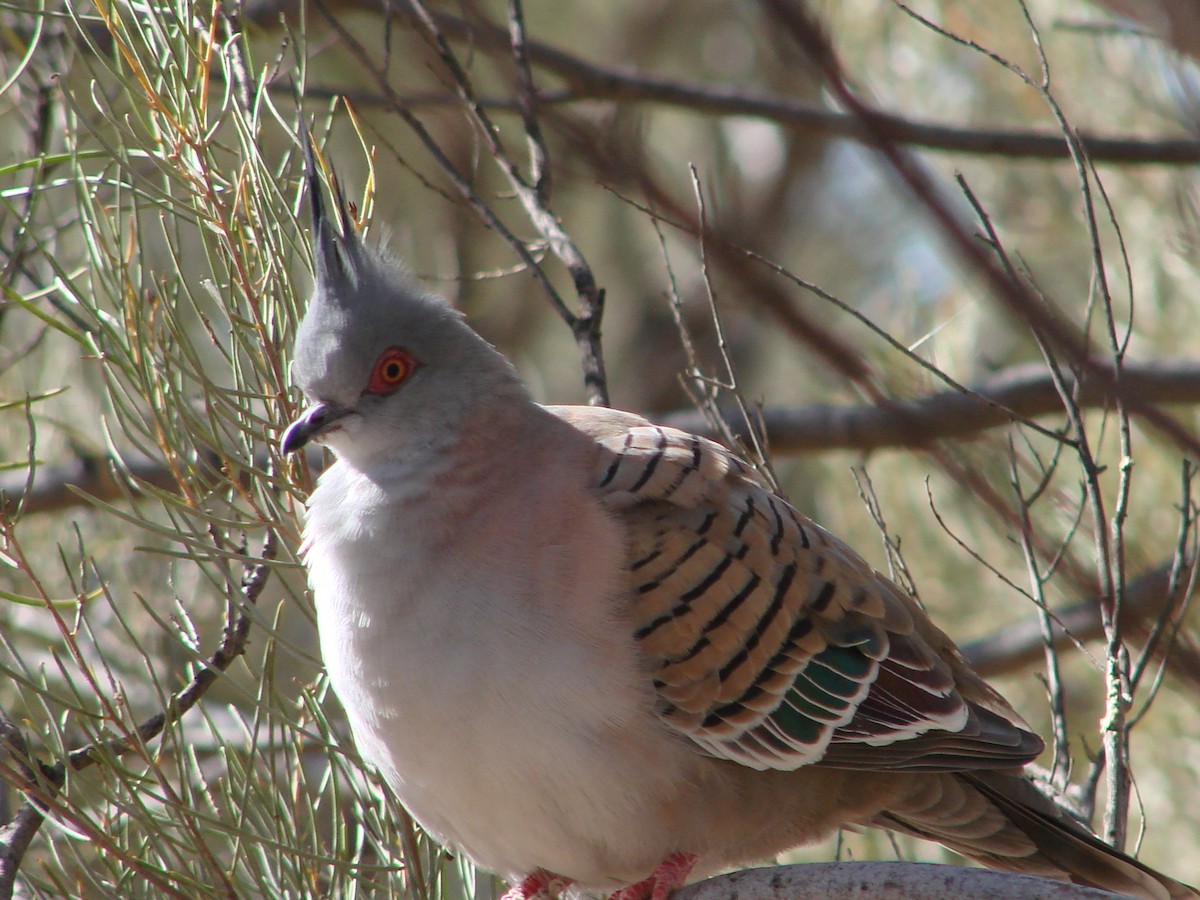 Crested Pigeon - ML619779373