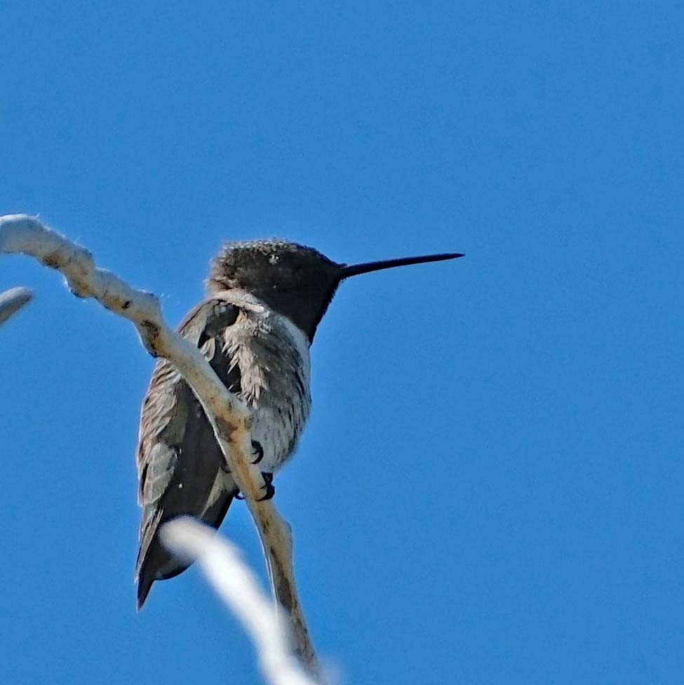Black-chinned Hummingbird - ML619779474