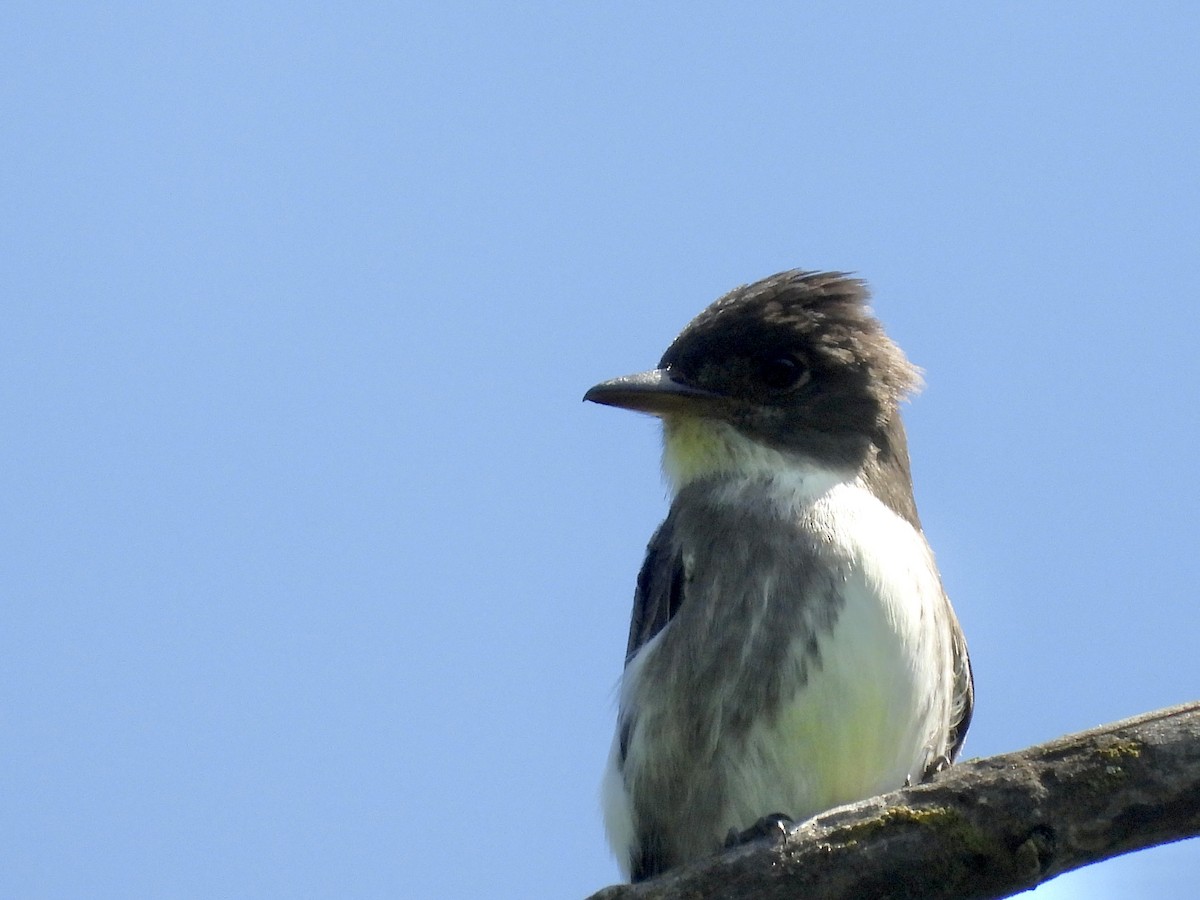 Olive-sided Flycatcher - Peter L