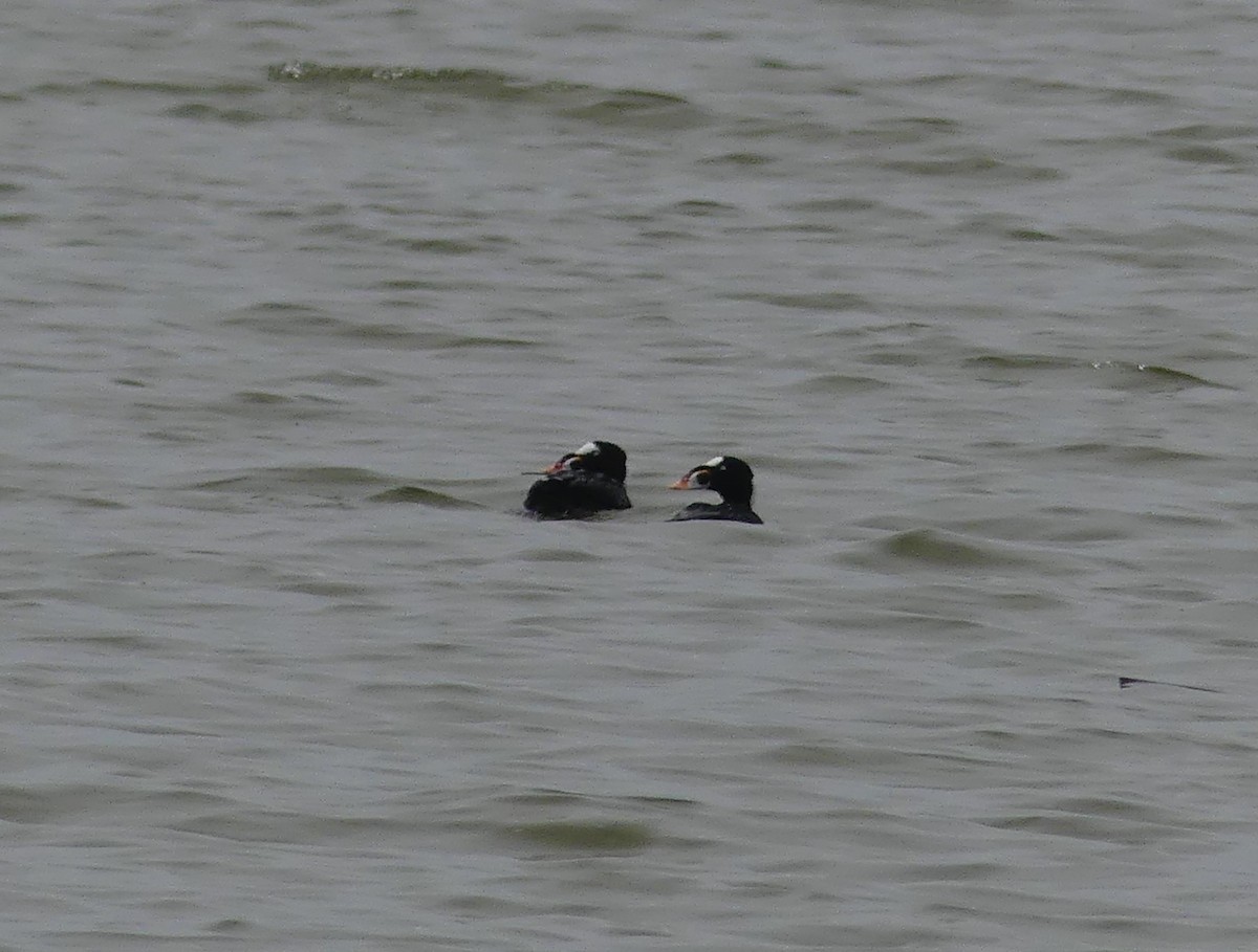 Surf Scoter - ML619779497