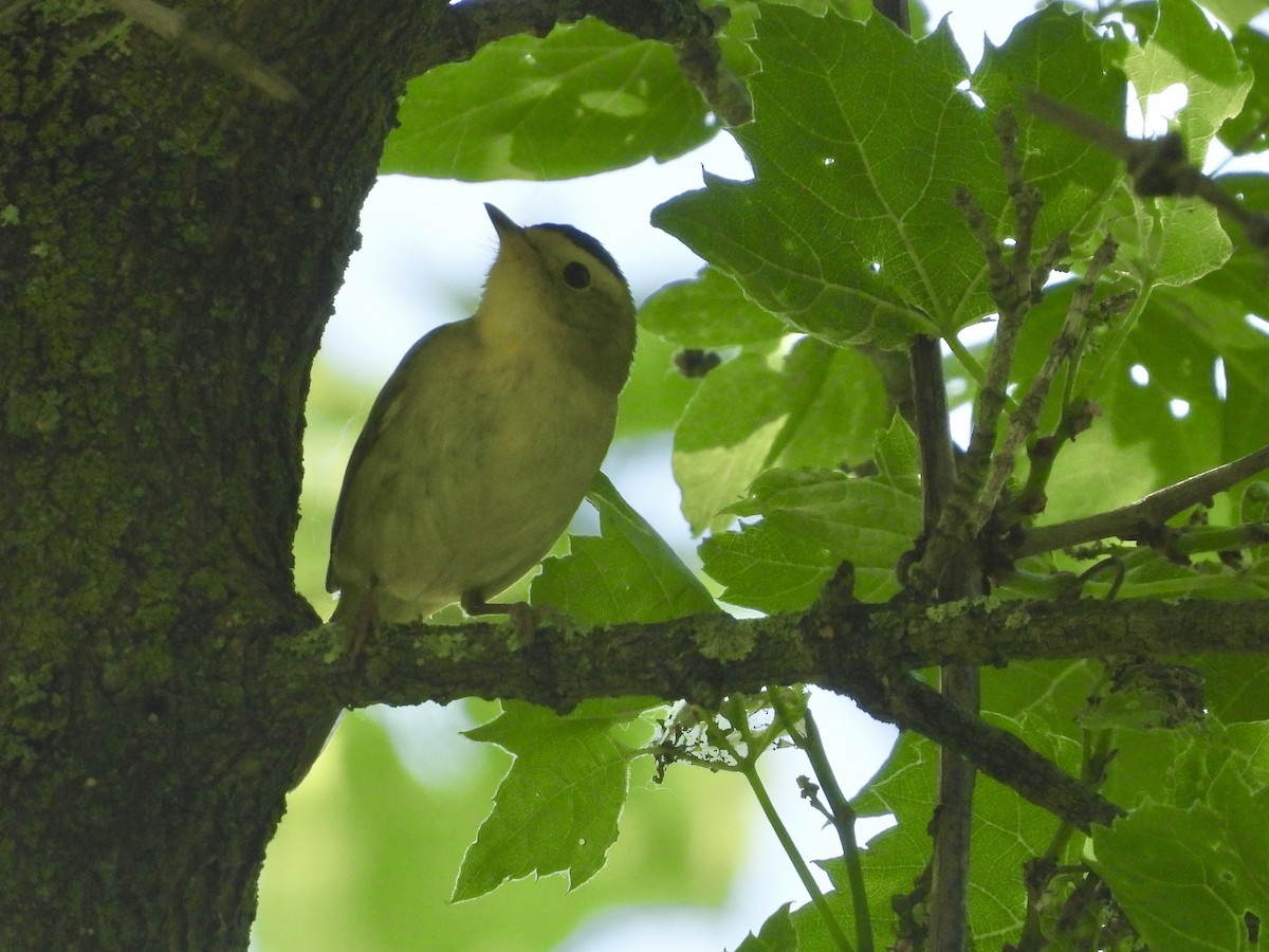 Wilson's Warbler - Peter L