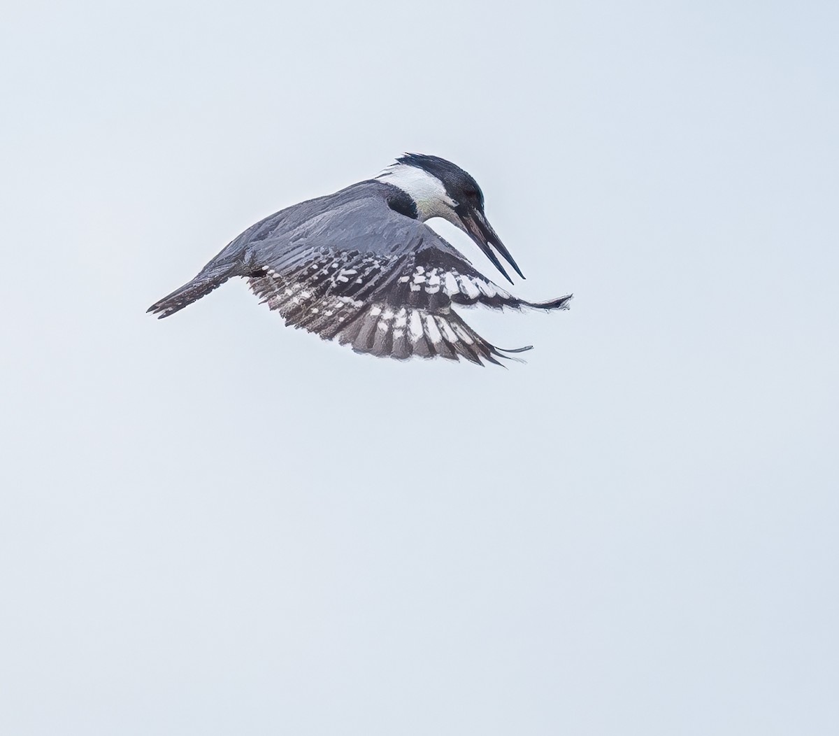 Belted Kingfisher - ML619779500