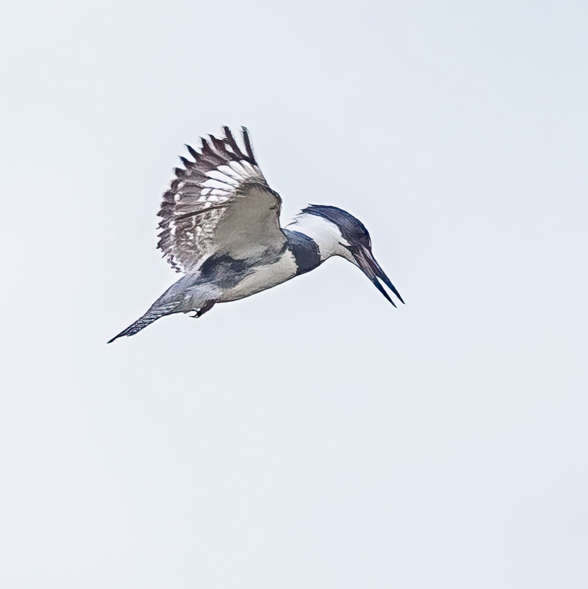 Belted Kingfisher - ML619779501