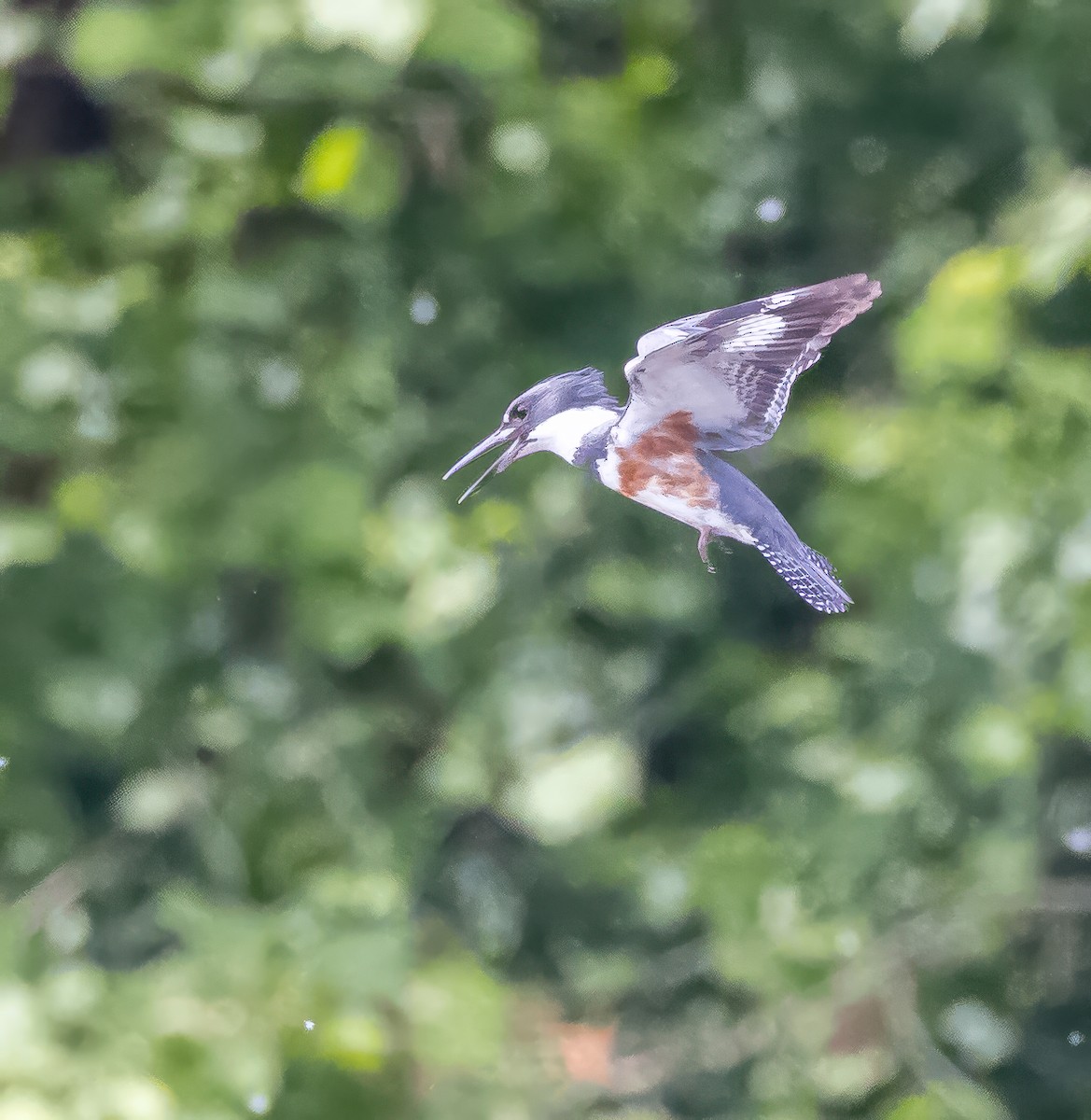 Belted Kingfisher - ML619779502