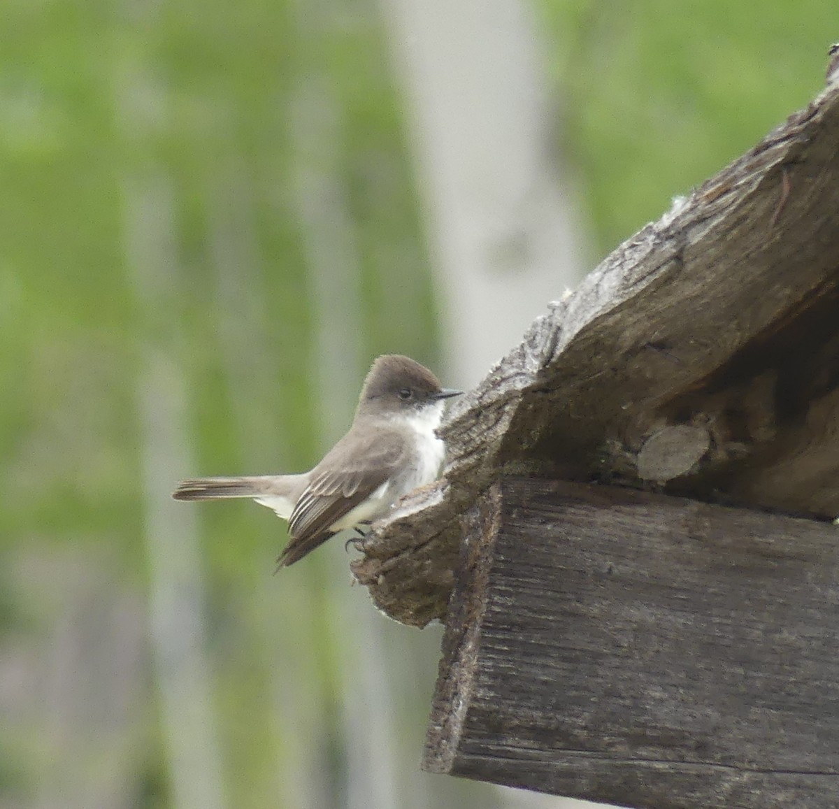 Eastern Phoebe - ML619779526
