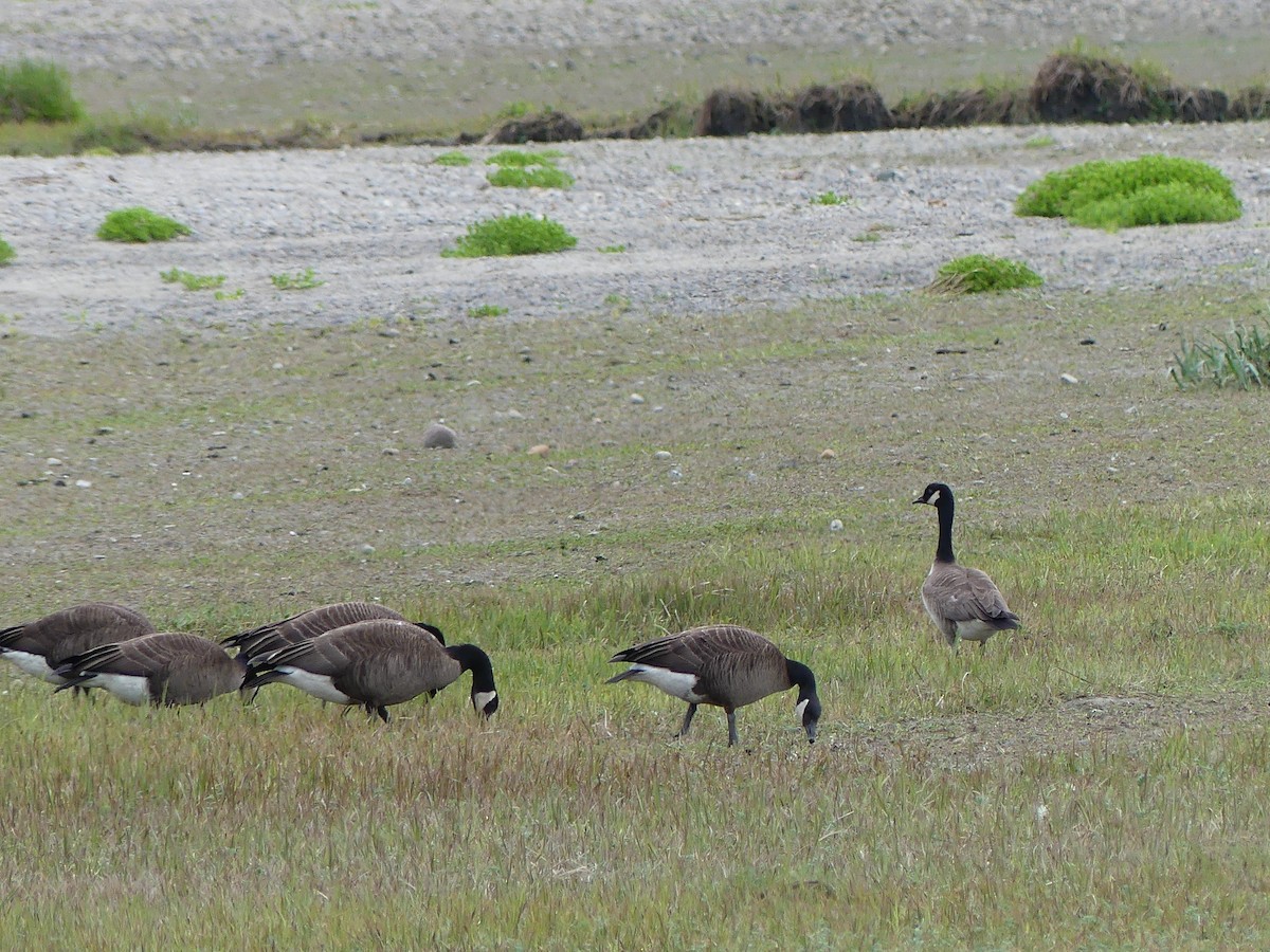 Canada Goose (canadensis Group) - ML619779538