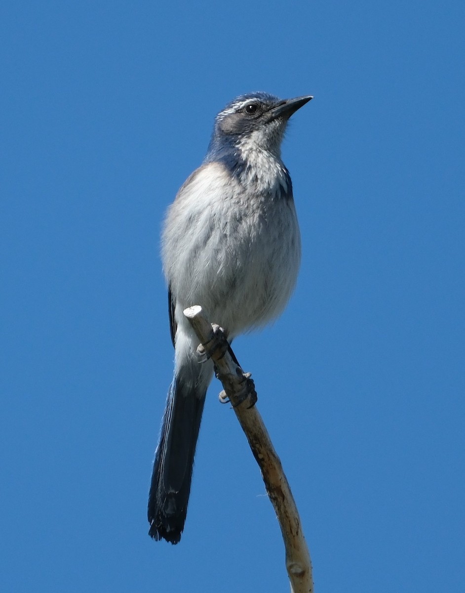 California Scrub-Jay - ML619779539