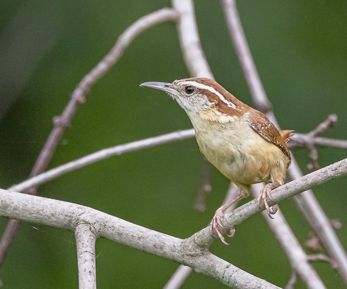 Carolina Wren - ML619779542