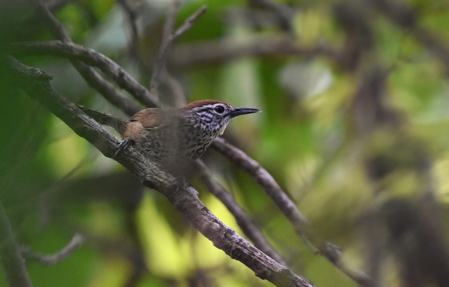 Spot-breasted Wren - ML619779543