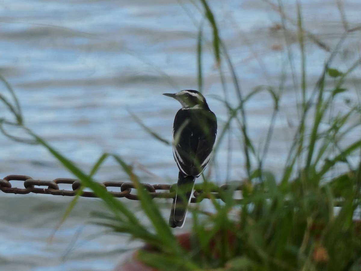 African Pied Wagtail - ML619779549