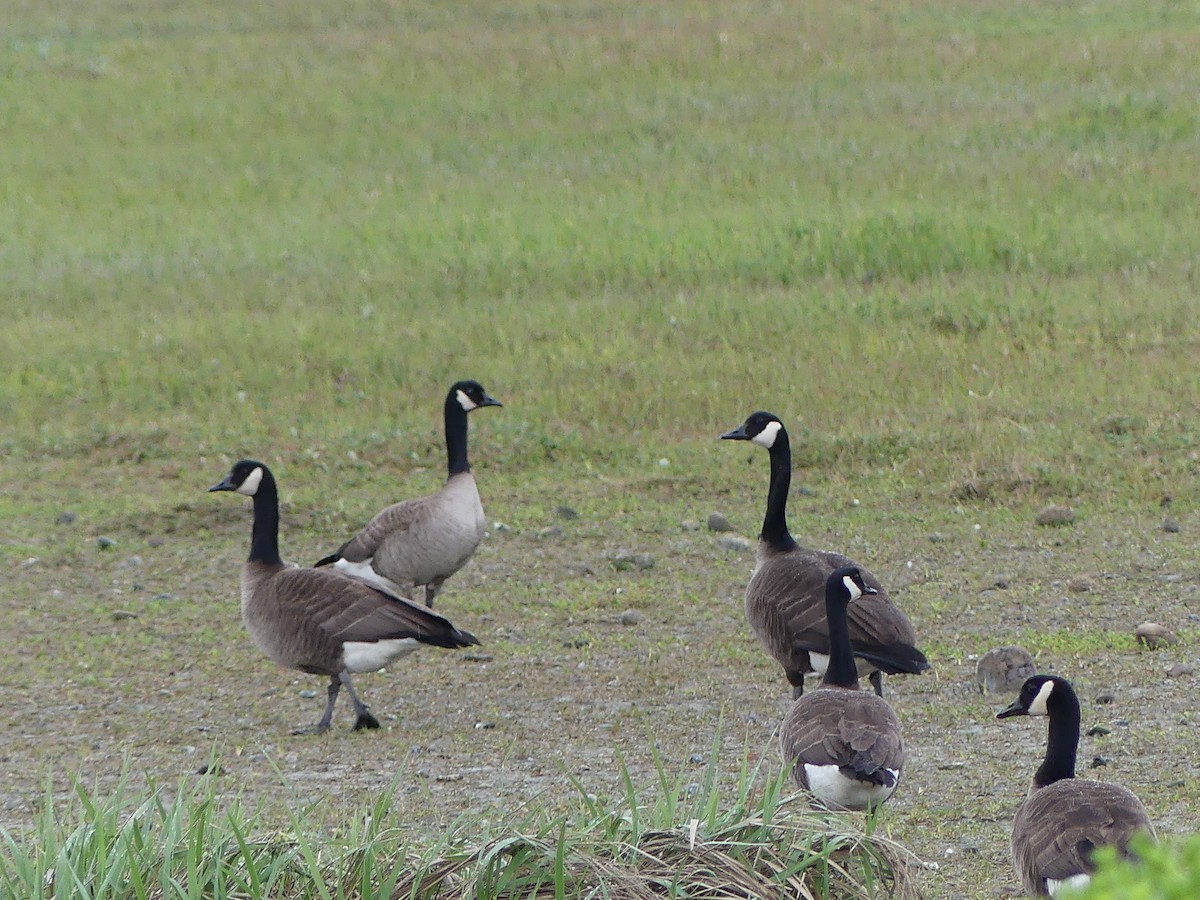 Canada Goose (canadensis Group) - ML619779554