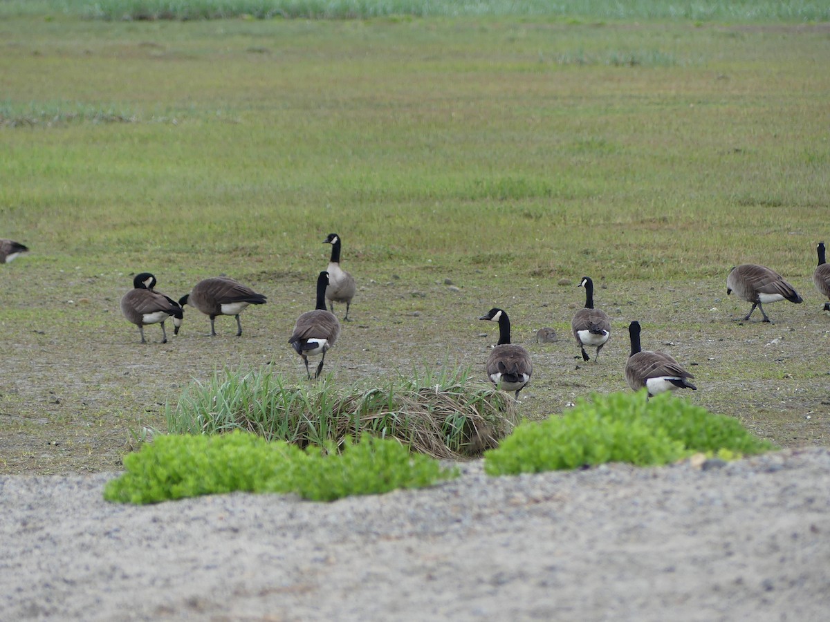 Canada Goose (canadensis Group) - ML619779555