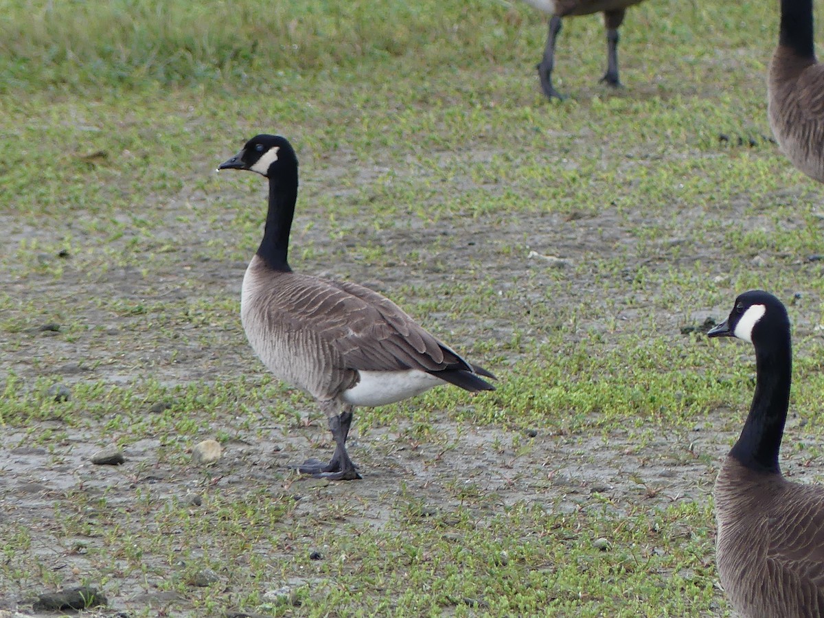 Canada Goose (canadensis Group) - ML619779556