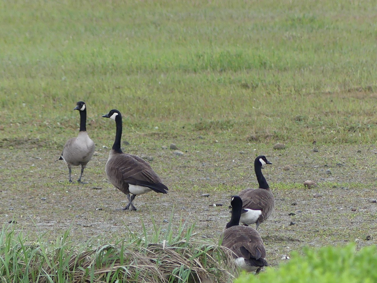 Canada Goose (canadensis Group) - ML619779557