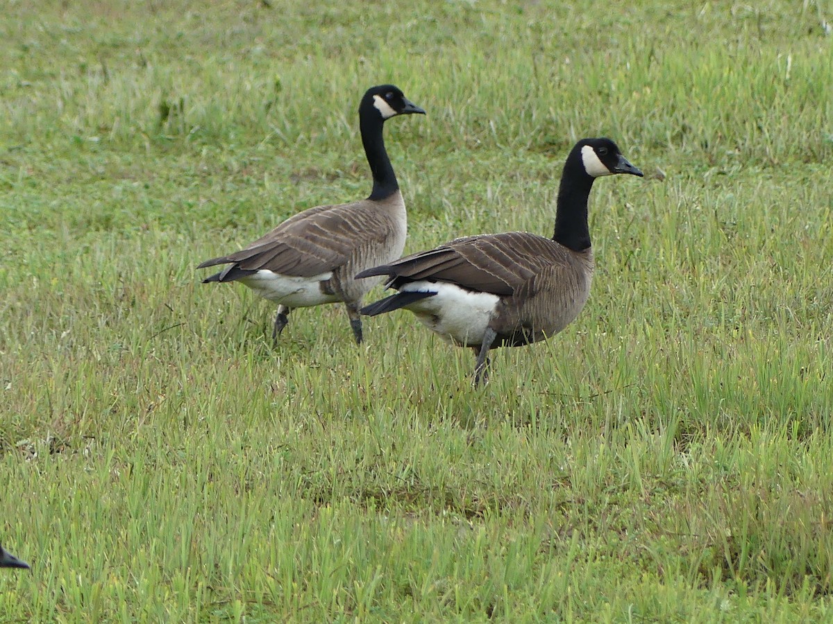 Canada Goose (canadensis Group) - ML619779558