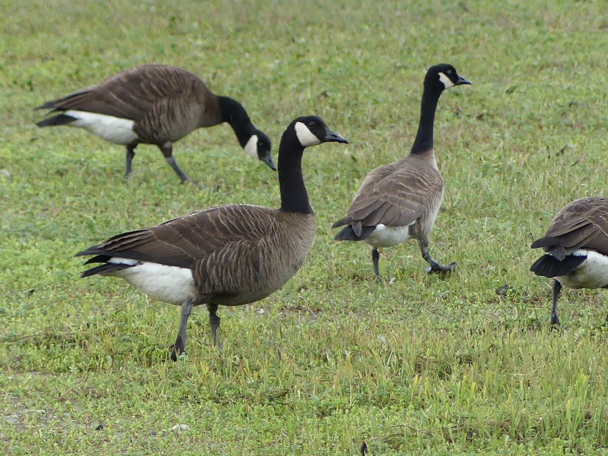 Canada Goose (canadensis Group) - ML619779559