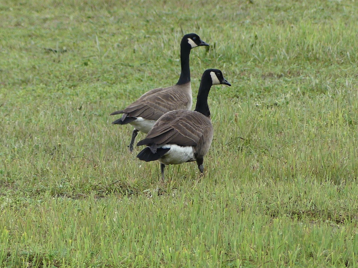 Canada Goose (canadensis Group) - ML619779560