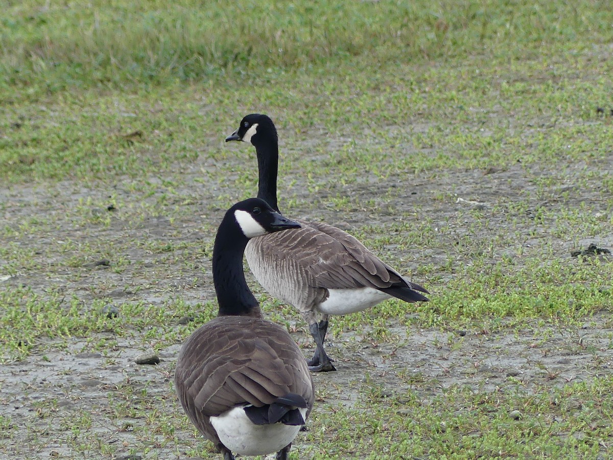 Canada Goose (canadensis Group) - ML619779561