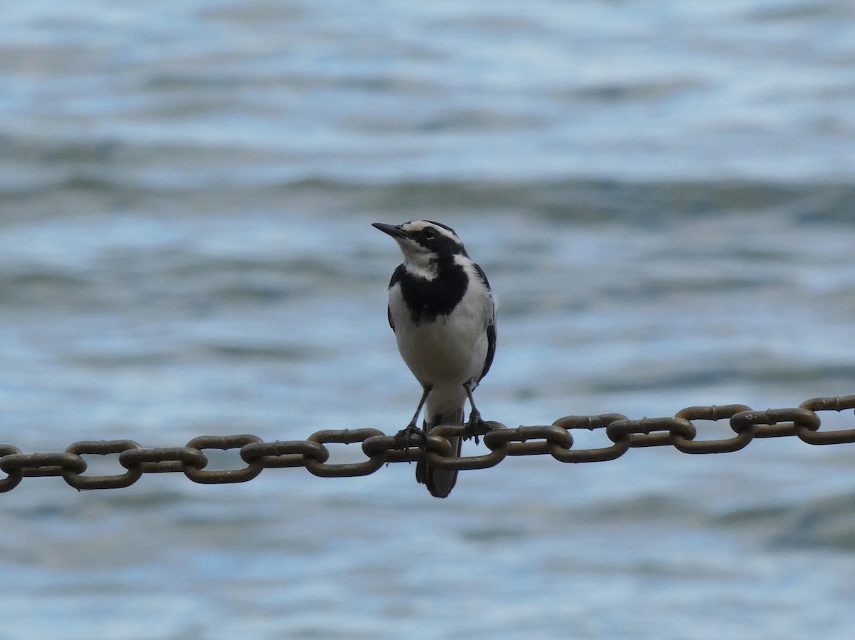 African Pied Wagtail - ML619779574