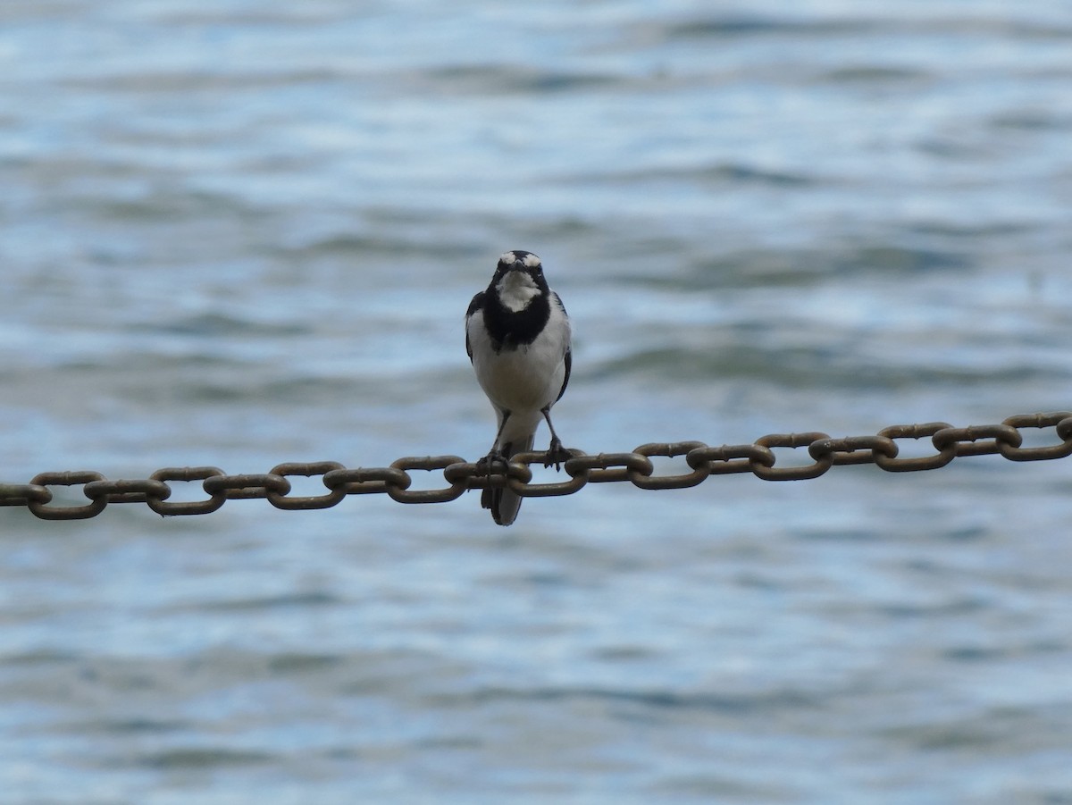 African Pied Wagtail - ML619779575