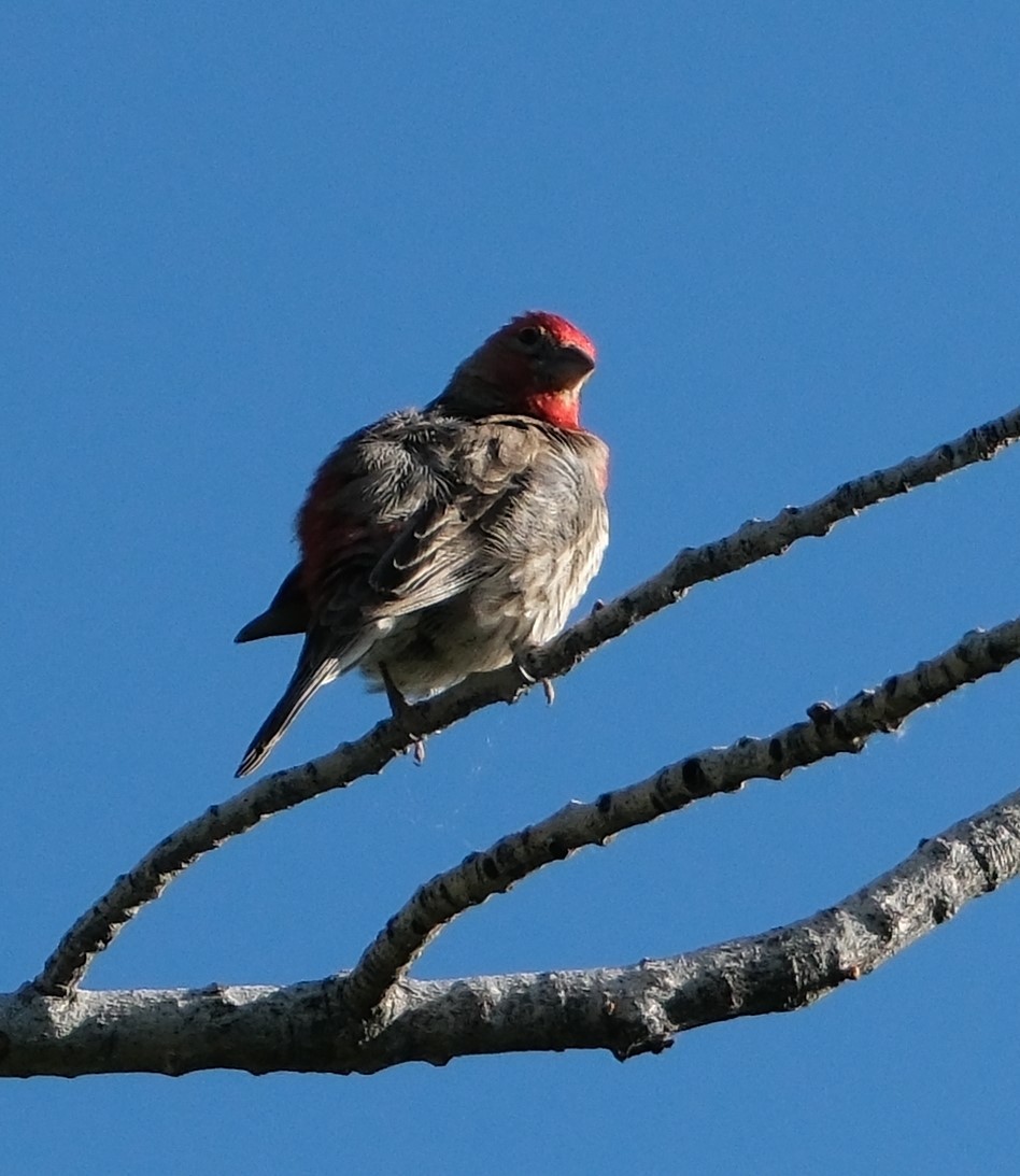 House Finch - ML619779580