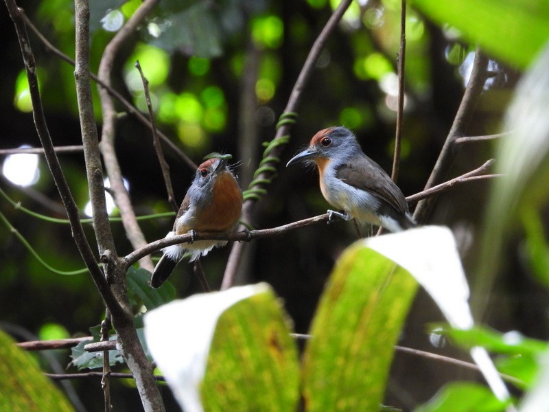 Rufous-capped Nunlet - ML619779582