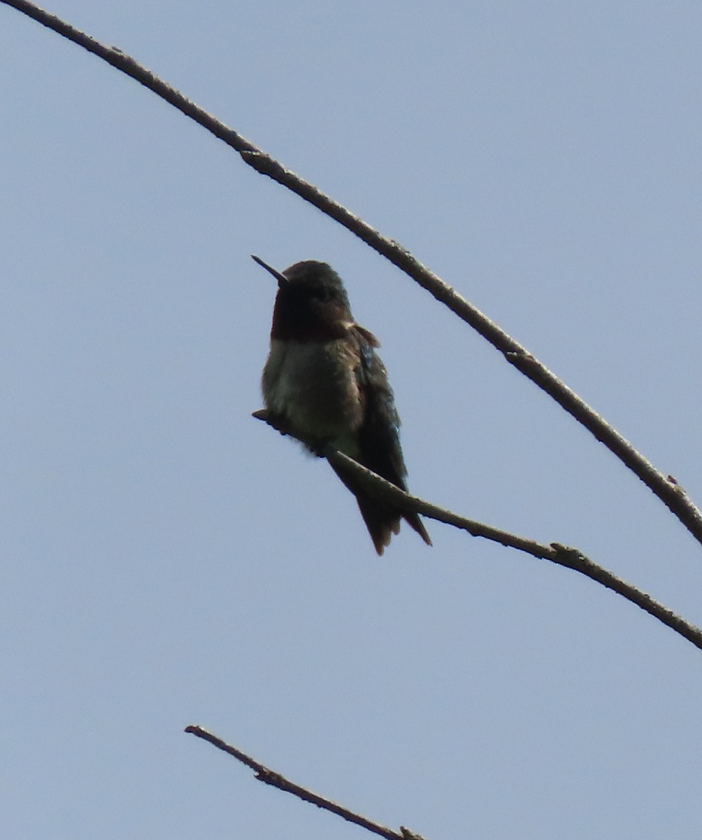 Ruby-throated Hummingbird - ML619779587