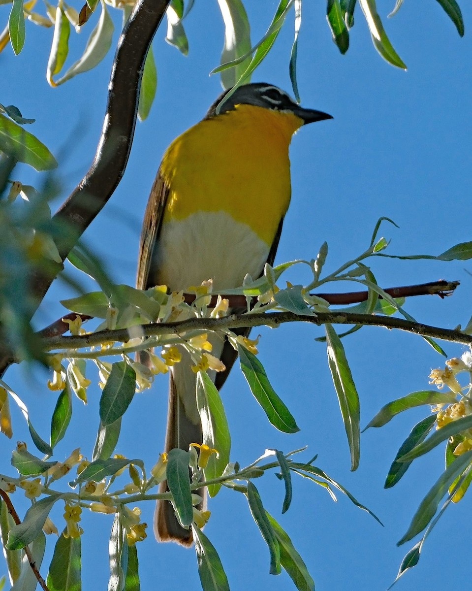 Yellow-breasted Chat - ML619779608