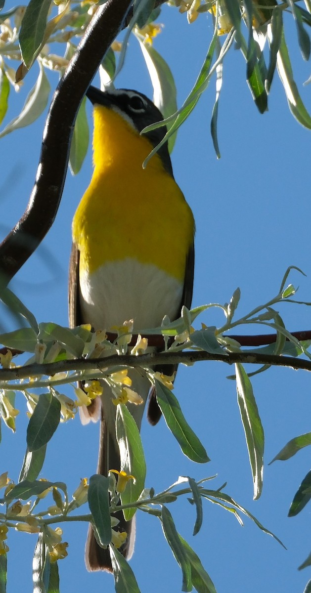 Yellow-breasted Chat - ML619779609