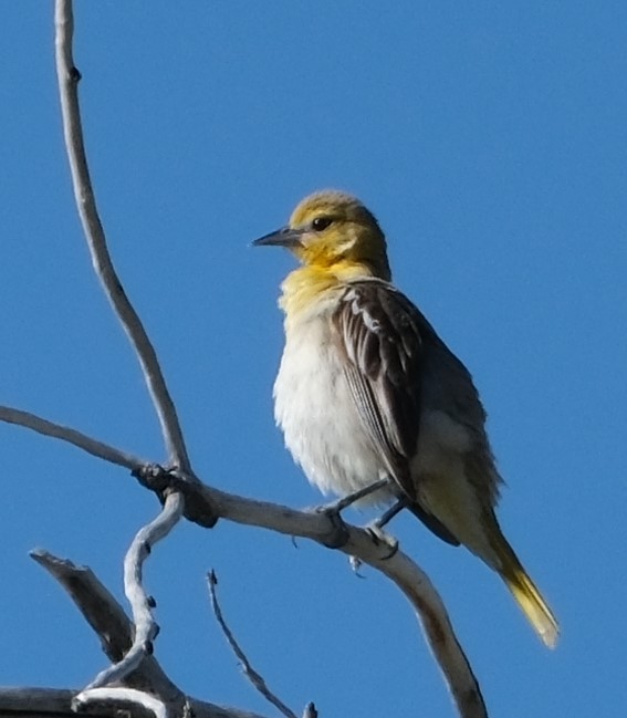 Bullock's Oriole - ML619779617