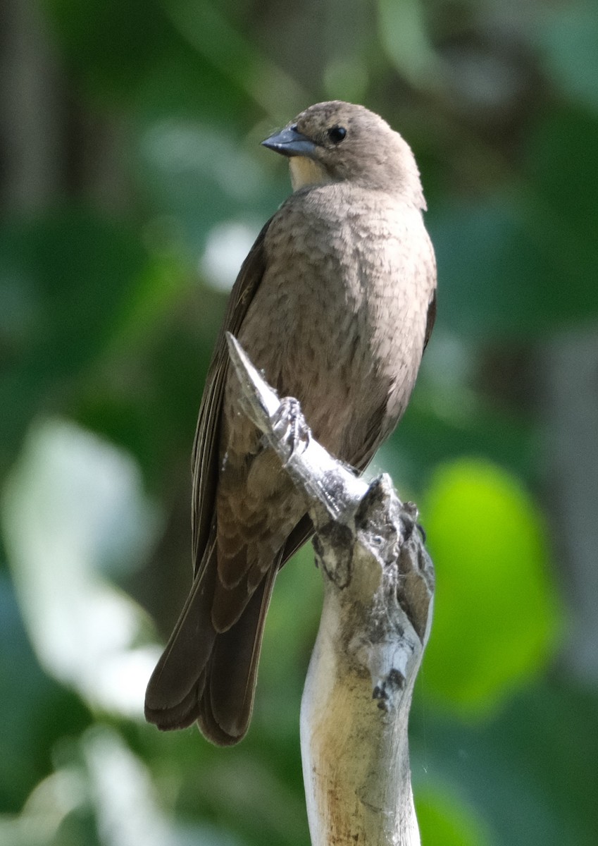 Brown-headed Cowbird - ML619779631