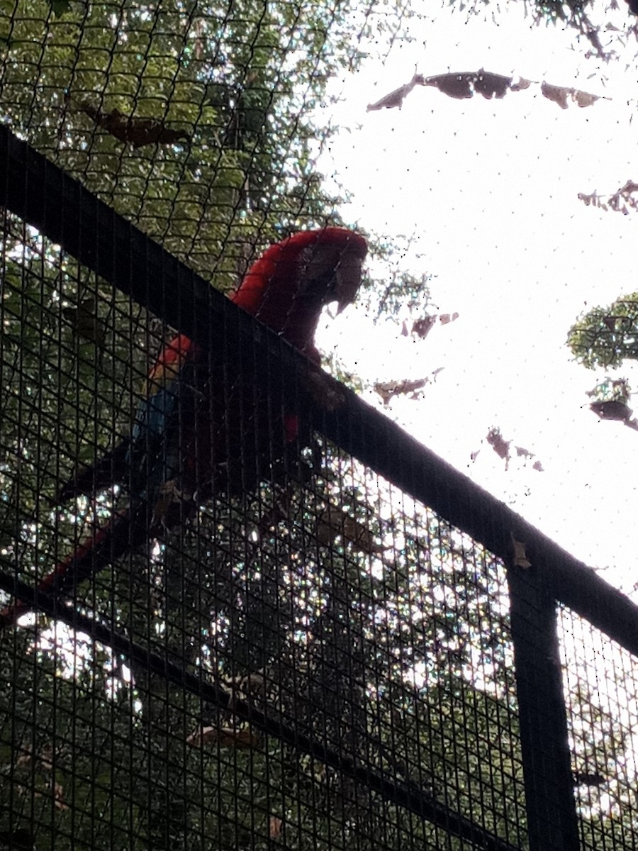 Red-and-green Macaw - ML619779636