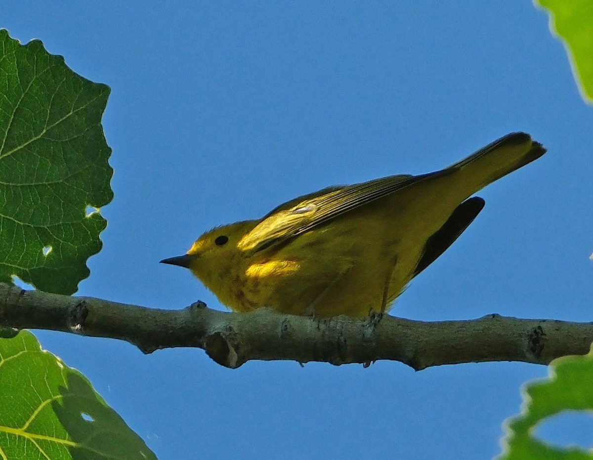 Yellow Warbler - ML619779637