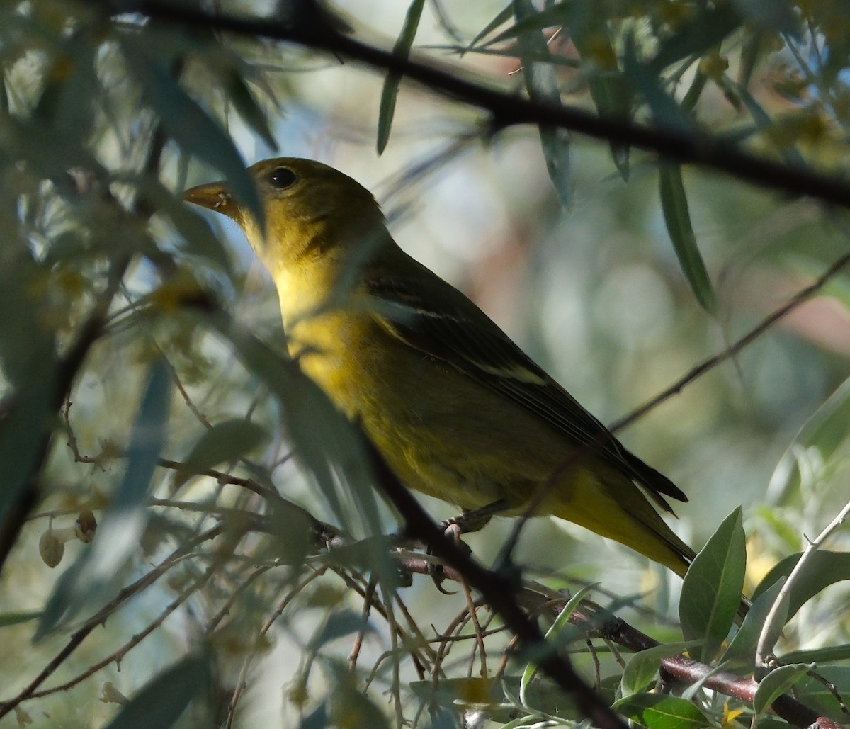 Western Tanager - ML619779647