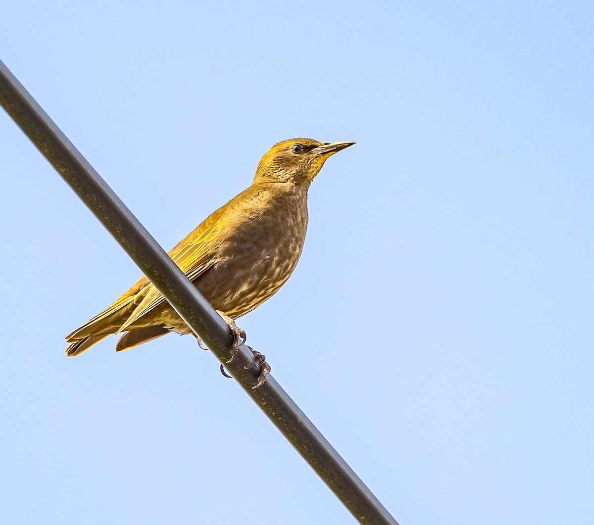 European Starling - ML619779658